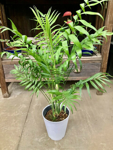 楽天市場】テーブルヤシ（高さ（植物）71 ～ 130.9cm）（観葉