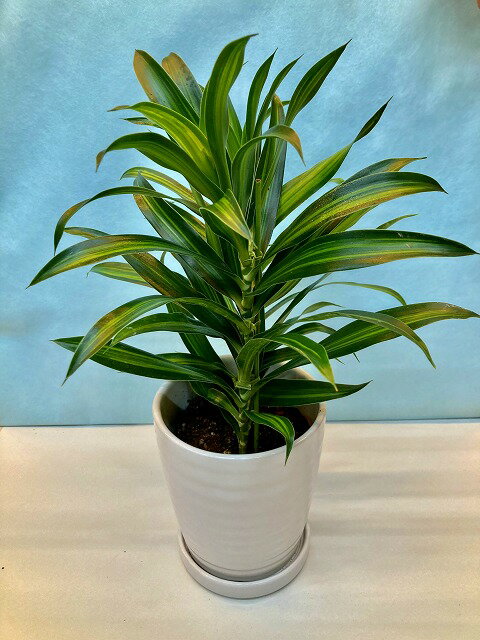 ドラセナ・ソングオブジャマイカ 白陶器鉢 4号 観葉植物 スルクロサ ホシセンネンボク インテリア 贈り物 ギフト 母の日 誕生日 記念日 開店祝い 鉢のサムネイル