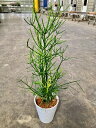 ミルクブッシュ 8号 セラアート 多肉植物 観葉植物 ユーフォルビア アオサンゴ ミドリサンゴ 大鉢 鉢植え 販売 苗 苗木 送料無料 インテリア 贈り物 ギフ...