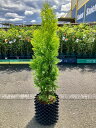 ヨーロッパゴールド 8号 コニファー 観葉植物 インテリア 鉢植え スタイリッシュ 母の日 父の日 苗 株立 ギフト プレゼント 贈り物 グリーン