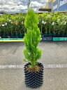 エレガンテシマ 8号 コニファー 観葉植物 インテリア 鉢植え スタイリッシュ 母の日 父の日 苗 株立 ギフト プレゼント 贈り物 グリーン