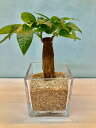 ハイドロカルチャー 観葉植物 スクエア10 パキラ サンゴ砂 水耕栽培 お中元 お歳暮 母の日 プレゼント ギフト 敬老 インテリア プランツ 贈り物 誕生日