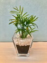 ハイドロカルチャー スクエア Mサイズ 炭 テーブルヤシ 水耕栽培 観葉植物 お中元 お歳暮 母の日 プレゼント ギフト 敬老 インテリア プランツ 贈り物 誕...