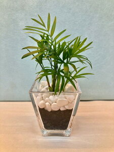 ハイドロカルチャー スクエア Mサイズ 炭 テーブルヤシ 水耕栽培 観葉植物 お中元 お歳暮 母の日 プレゼント ギフト 敬老 インテリア プランツ 贈り物 誕生日 サンゴ砂 涼しげ 風鈴 【fsp2124-6f】