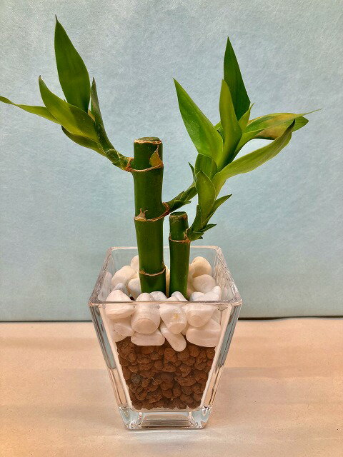 ハイドロカルチャー スクエア Mサイズ ハイドロボール バンブー 水耕栽培 観葉植物 お中元 お歳暮 母の日 プレゼント ギフト 敬老 インテリア プランツ 贈り物 誕生日 サンゴ砂 涼しげ 風鈴 【fsp2124-6f】のサムネイル