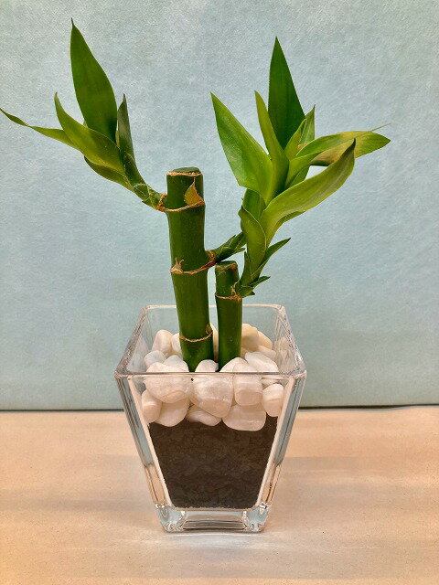 ハイドロカルチャー スクエア Mサイズ 炭 バンブー 水耕栽培 観葉植物 お中元 お歳暮 母の日 プレゼント ギフト 敬老 インテリア プランツ 贈り物 誕生日 サンゴ砂 涼しげ 風鈴 【fsp2124-6f】のサムネイル