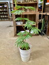 エバーフレッシュ 曲がり 7号 ねむの木 観葉植物 インテリア 鉢植え スタイリッシュ 母の日 父の日 苗 株立 ギフト プレゼント 贈り物 グリーン【smtb...