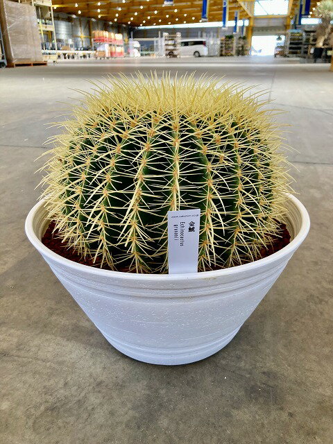 楽天市場】サボテン 金鯱(種類(植物)サボテン)(観葉植物 楽天市場】サボテン 金鯱(種類(植物)サボテン)(観葉植物
