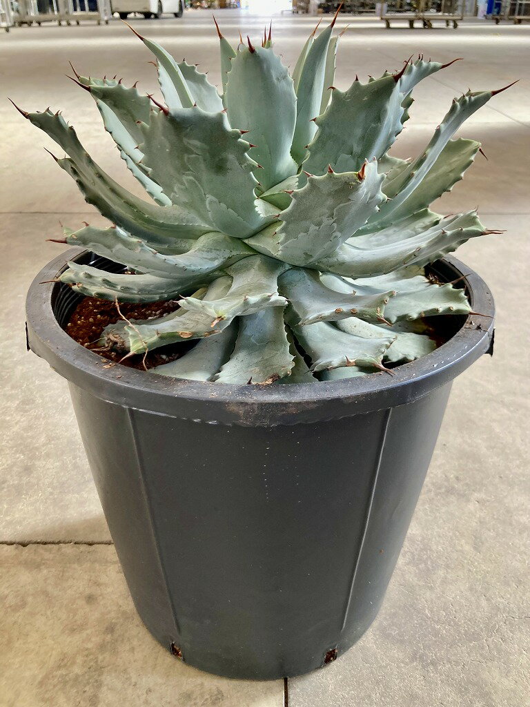 アガベ 雷神 12号 大型 ライジン 多肉植物 観葉植物 リュウゼツラン 大鉢 鉢植え 販売 苗 苗木 送料無料 インテリア 贈り物 ギフト お誕生日 記念日 開店祝いのサムネイル