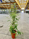 レモンマートル 8号 観葉植物 シトラール レモンの香り レモン インテリア 鉢植え スタイリッシュ 母の日 父の日 苗 株立 ギフト プレゼント 贈り物 グリ...