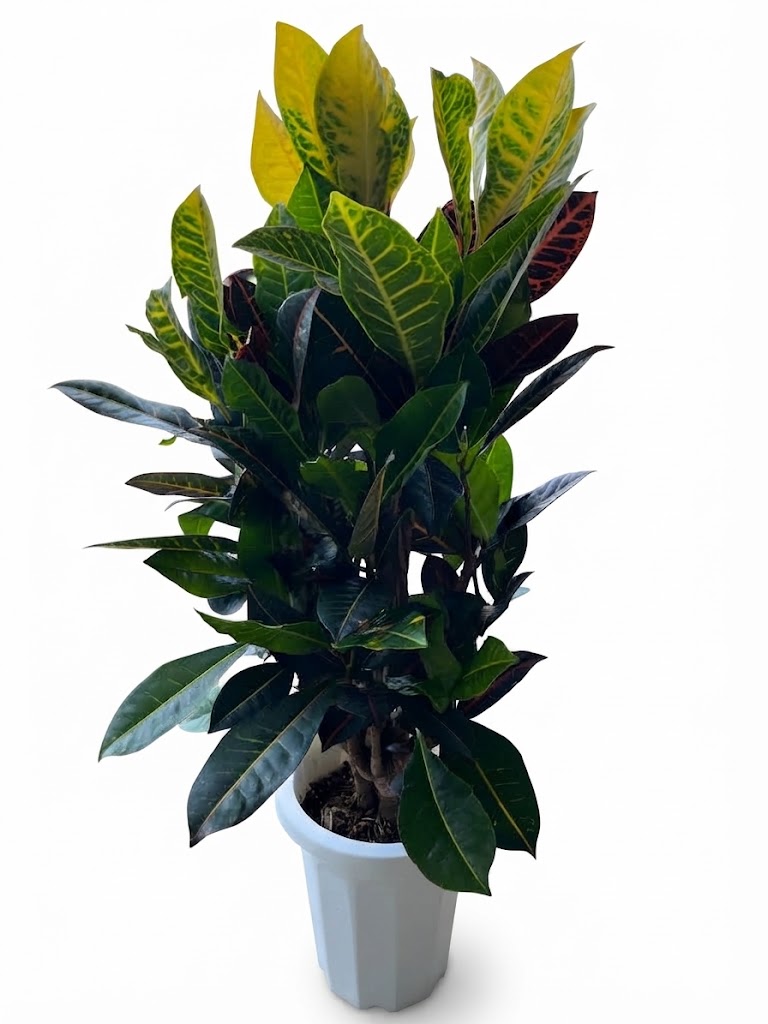 楽天市場】クロトン（種類（植物）クロトン）（観葉植物｜花・観葉植物
