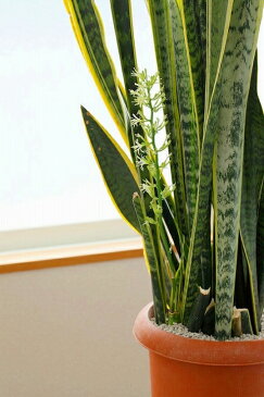 セラミック 園芸 用土 2kg 10個セット プランター 鉢 ハイドロカルチャー 植木 鉢植え ガーデニング 用土 観葉植物 飾り砂 化粧石 雑草防止【smtb-s】