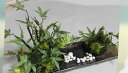 和盆栽・もみじのある風景 和の贈り物・和花・盆栽・もみじグリーンの花・新緑・若葉・造花・枯れない花お祝いの花〔和風の花〕・光触媒・CT触媒母の日・敬老の日・父の日・お中元