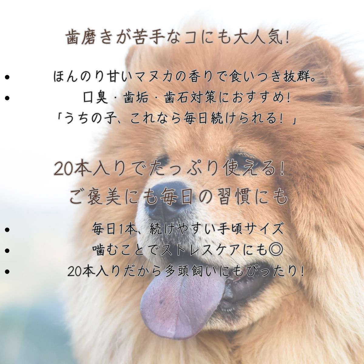 ŷ��365 ���˥ޥ̥��Υ��� ���� 20�� ��6�ĥ��å� �� ������ ���ѥǥ󥿥륬�� ��̵ɺ�������� �˥塼�������ɻ��ޥ̥��ϥˡ��۹� ���� ���� ���� ���᤭���� ���प���