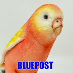 ［ハンサ］［7637］アキクサインコ14-bourkas parrot-BH7637