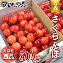 【先行予約 紅秀峰 佐藤錦】さくらんぼ 家庭用 良品 500g 2025年産 品種おまかせ 朝どれ 農家 直送 青森県産 佐藤錦 紅秀峰 サミット 果物 フルーツ お取り寄せ