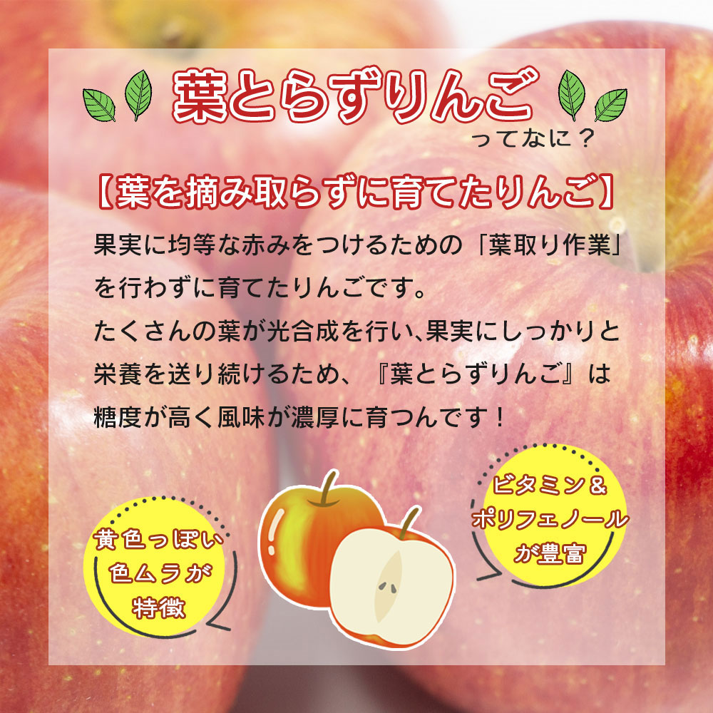 【3時間限定クーポン配布中】【ふじりんご】葉とらず りんご リンゴ 林檎 ringo 2025年 青森県産 ふじ 蜜入り 家庭用 訳あり 3kg 5kg 10kg 葉とらずふじ 産地直送 工藤農園 送料無料