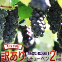 【先行予約】ぶどう ブドウ 2024年産 数量限定 青森県産 完熟 スチューベン 2kg 訳あり 葡萄 家庭用 甘い