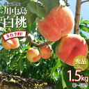 【24時間限定クーポン配布中】【先行予約 特秀】白桃 桃 momo モモ 送料無料 川中島 白桃 秀品 2025年 青森県産 約1.5キロ 朝どれ 直送 産地直...