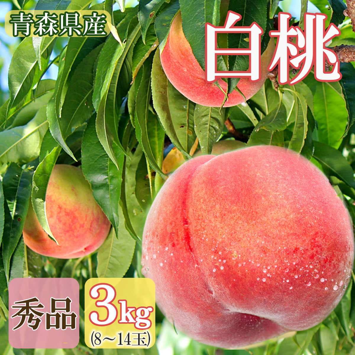 【あかつき 川中島 白桃】桃 モモ momo さくら白桃 川中島白桃 日川白鳳 果物 フルーツ 送料無料 白桃 秀品 2026年産 青森県産 約3キロ 朝どれ 直送 産地直送 贈答 のし無料 お中元 敬老の日 ※ 訳あり 山梨 和歌山 ふるさと納税 ではありません