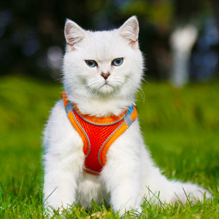 猫 猫用 ハーネス 犬 小型犬 胴輪 リード付 散歩 お出かけ 簡単装着 マジックテー...