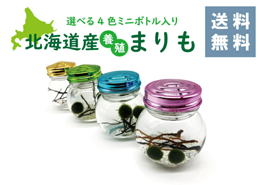 北海道産【養殖まりも】2個入りマリモ marimo アクアリウム 瓶 飼育 かわいい お土産 癒し  ...