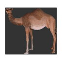 代引不可-アニマルビッグフィギュアシリーズ【ラクダ(駱駝)C】らくだ 雌 camel (等身大フィギュア)送料別途見積