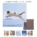【定形外郵便 ポスト投函 送料無料】飛び猫 メガネ拭き 3222 クリーニングクロス 名古屋眼鏡