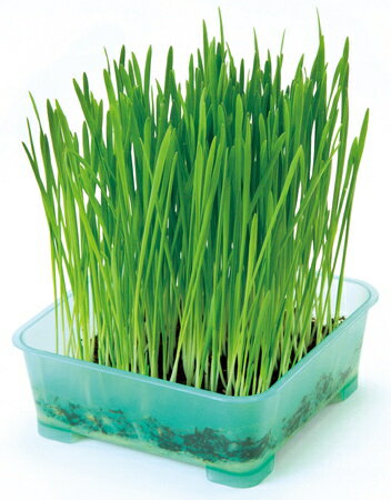 �ڥڥƥ����ۥͥ��θ�����1Px12�ĥ��åȡʥ����������