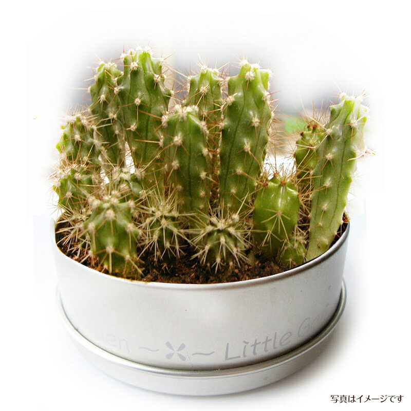 観葉植物 日陰や寒さにも強いおすすめ植物12選をご紹介 Kurashi No