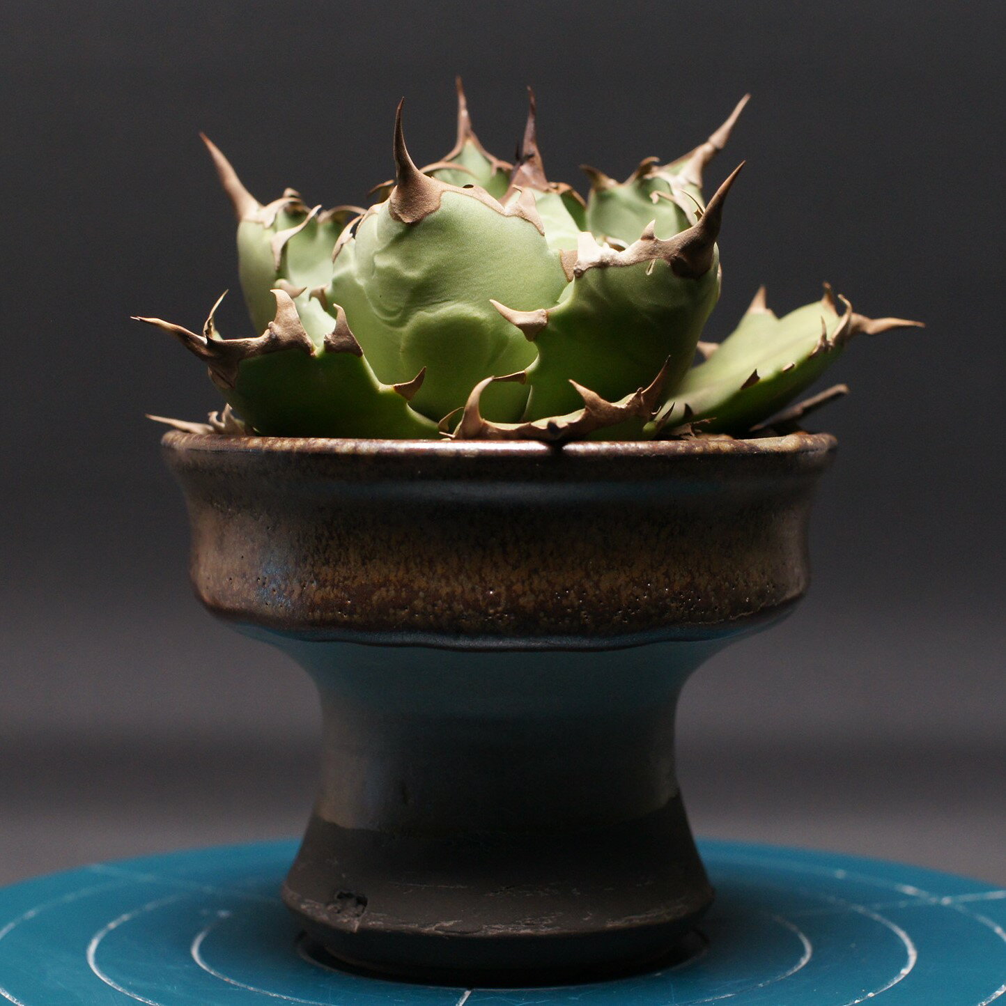 アガベ チタノタ【ドワーフ】 