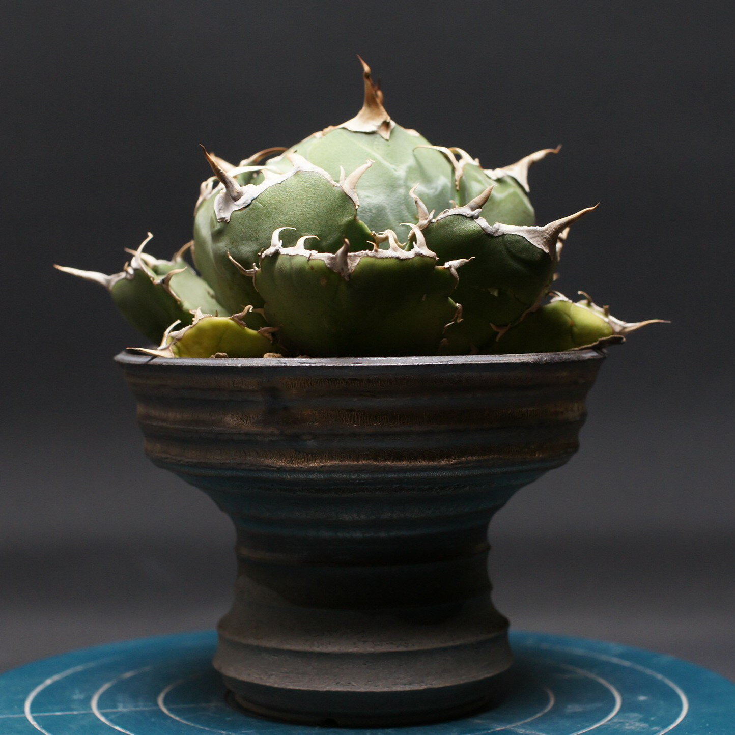 アガベ チタノタ【白鯨】 