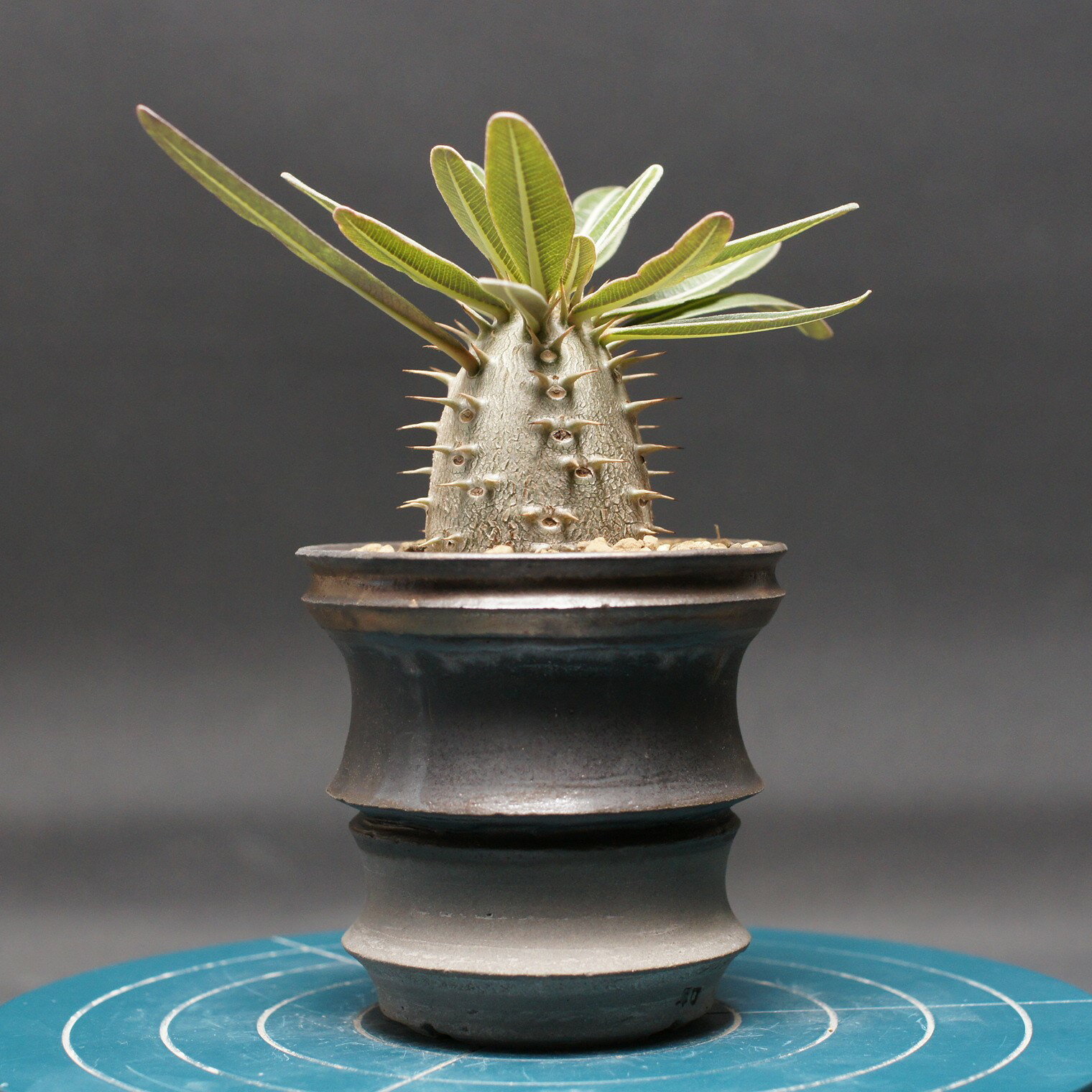 パキポディウム グラキリス "Pachypodium Gracilius" 管理2458 観葉植物 室内 贈り物 プレゼント イン..