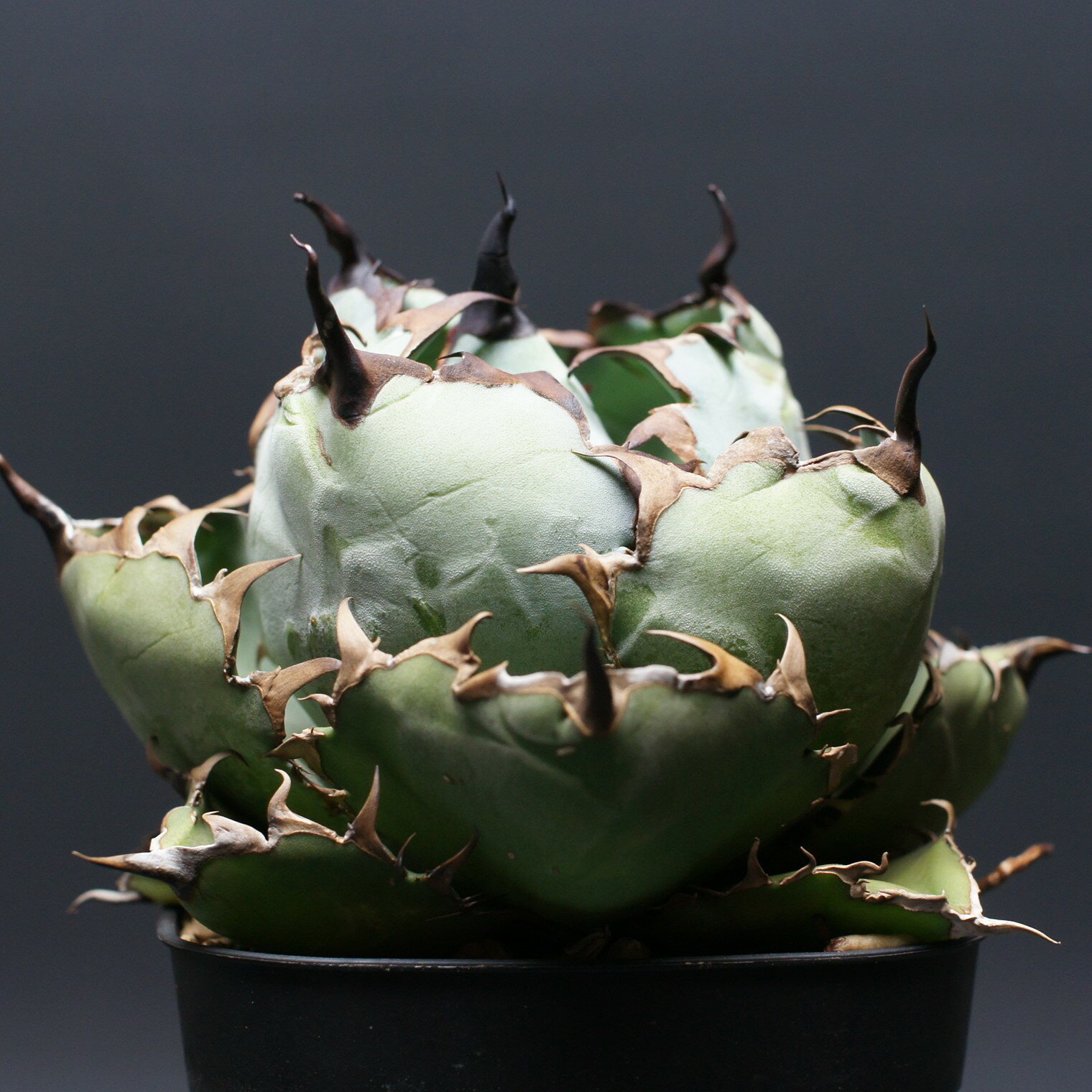 アガベ チタノタ【ブラック＆ブルー】 