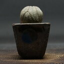 "Euphorbia obesa" ユーフォルビア オベサ 管理2131 発根済み 鉢ごと発送 codex コーデックス 多肉植物 ユーフォルビア