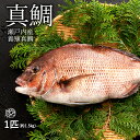 真鯛 「瀬戸内海で育った新鮮な養殖真鯛!そのまま神経締めして新鮮にお届け!約1.5kg(1尾)」 送料無料 [ タイ お刺身 お祝い事 お食い初め 鯛 イベント...