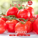 トマト ミニトマト 「かがわ農園のミニトマト 甘くておいしいご褒美トマト トマきゃん 選べる内容量1.5kg~3kg」 [ 送料無料 国産 とまと トマト フル...