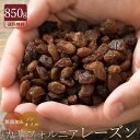 管理栄養士おすすめ レーズン 100g 共立食品【AJ】