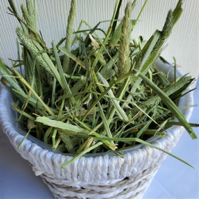 プレミアムチモシー牧草シングルプレス５００ｇ 袋入り 新物入庫 牧草 競走馬 競馬場 えさ 餌 牧場 シングルプレス 馬 うさぎ チモシーヘイ 乾燥飼料 小動物 格安店 飼料