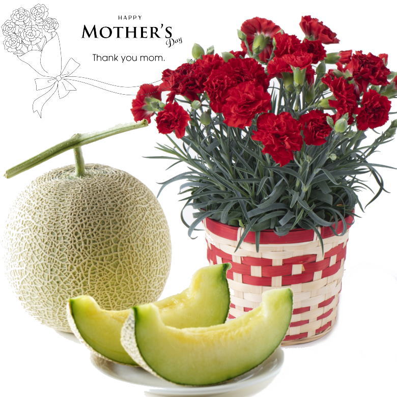 早割 2026 母の日 スペシャルセット カーネーション の 鉢植え & メロン 1玉 プレゼント フルーツ 果物 果実 ギフト 贈答 5号 鉢植え [カーネーション・メロン 母の日]【MR】