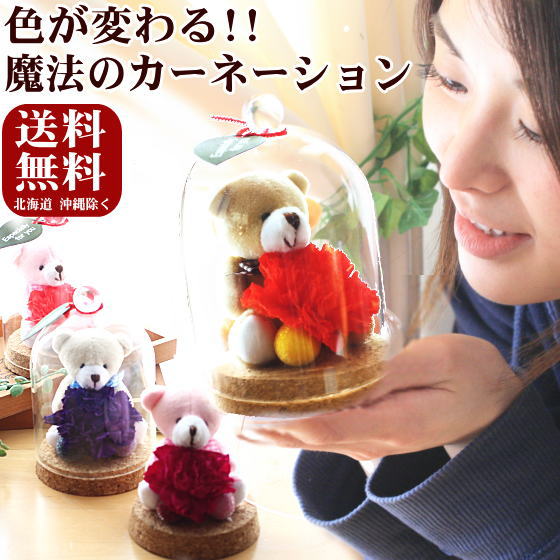 魔法のバラ 母の日 ギフト 2026 色が変わる魔法の花 プリザーブドフラワー カーネーション プレゼント KUMAKUMAフリル～ [プリザーブドフラワー]