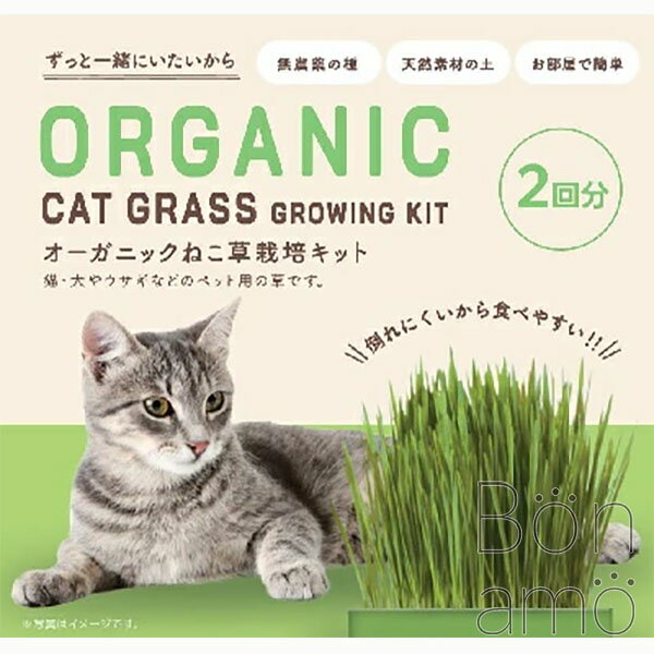 オーガニック ねこ草栽培キット