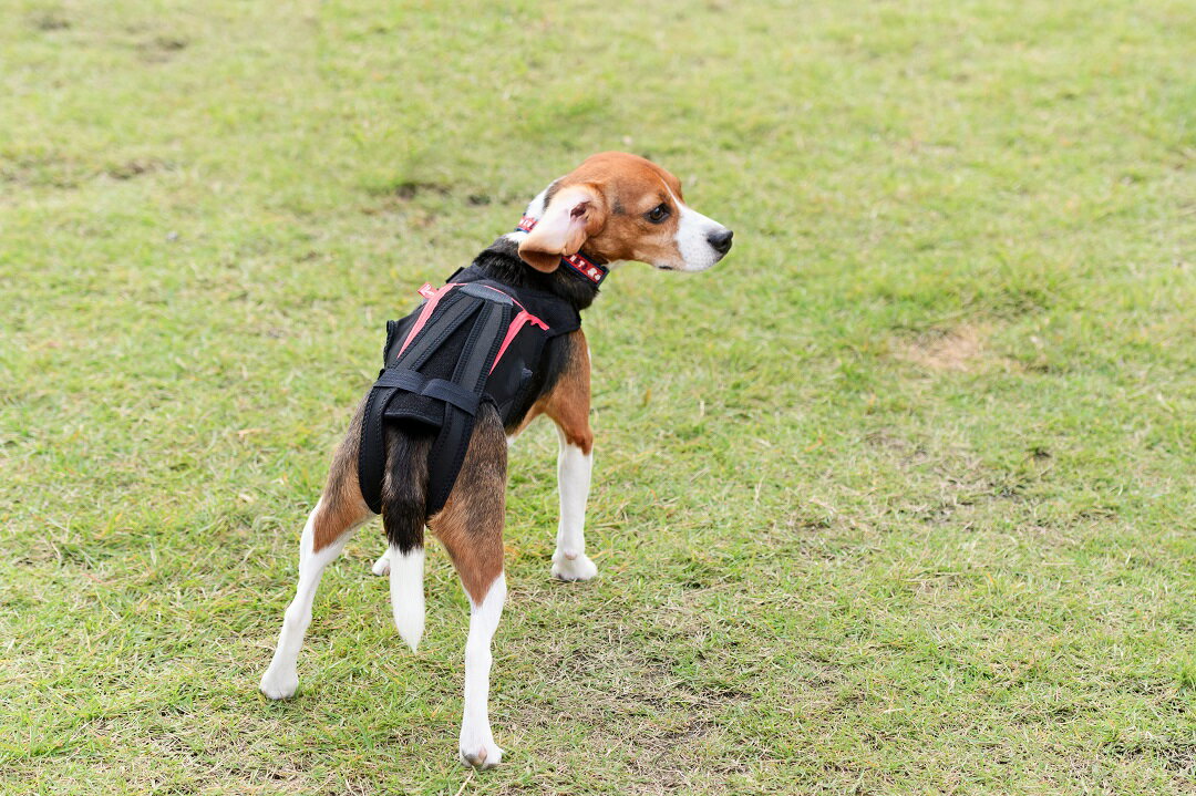 ペット の ファッションハンガー 金属製の 蝶ネクタイ エレガント 犬の 猫 の 子猫 の アクセサリー