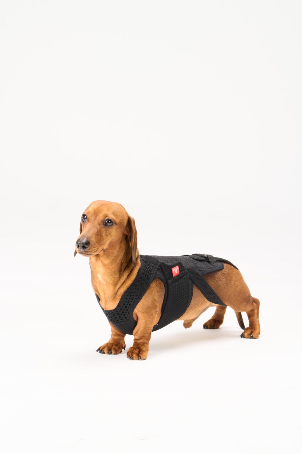 腰をサポートしたい胴長ワンちゃんに 即納送料無料 Anifull わんコルwithブラック 犬用 コルセット ヘルニア事故 椎間板 骨折 歩行補助 コルセット Mサイズ 中型犬用