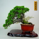 盆栽 真柏 樹高 上下 約25cm しんぱく 高級盆栽 Juniperus chinensis シンパク