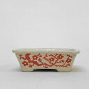 盆栽鉢 文山 越前文山 小型 長辺 約 12cm 長方鉢 赤絵 竹 花 観賞用 現品 新品 送料無料