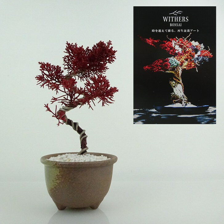 盆栽 飾り 枯れない盆栽 真柏 シンパク 高さ 約17cm Withers Bonsai 再生盆栽 フェイク盆栽 フェイクグ..