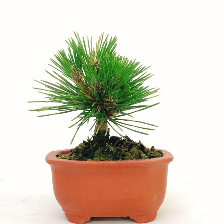 盆栽 松 黒松 千寿丸 樹高 約10cm くろまつ Pinus thunbergii クロマツ マツ科 常緑針葉樹 観賞用 ミニ盆栽 小品 現品 送料無料