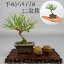 盆栽 松 黒松 ミニ盆栽 樹高 約10cm くろまつ Pinus thunbergii クロマツ マツ科 常緑針葉樹 観賞用 小品 現品