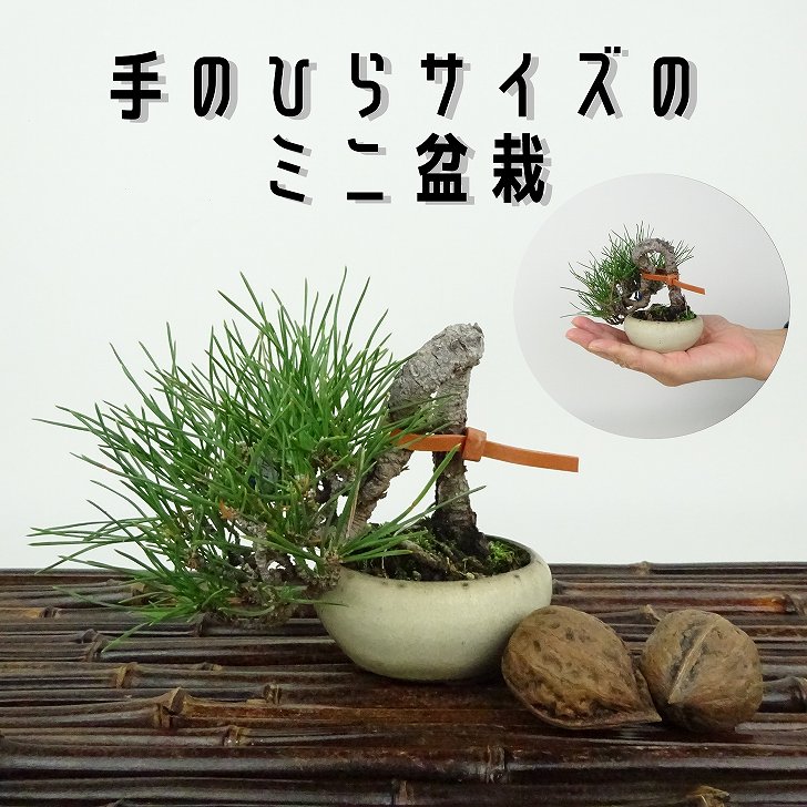 盆栽 松 黒松 ミニ盆栽 樹高 上下 約8cm くろまつ Pinus thunbergii クロマツ マツ科 常緑針葉樹 観賞用 小品 現品